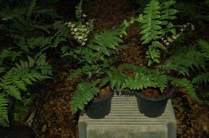 เฟินก้านดำใบร่ม Adiantum polyphyllum  | รัง.muangsiri - เมืองชุมพร ชุมพร