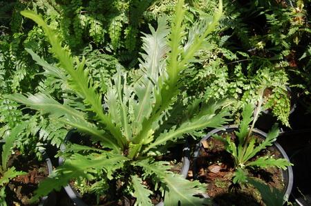เฟินข้าหลวงหลังลายกลายพันธุ์  Asplenium nidus. cv.Bogor 