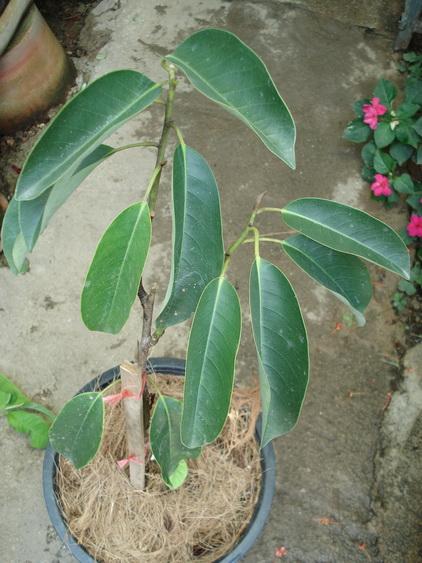 จำปีจีน Magnolia maudiae var. platypetala  | ปฏิพัทธ์พฤกษา - เมืองลำปาง ลำปาง
