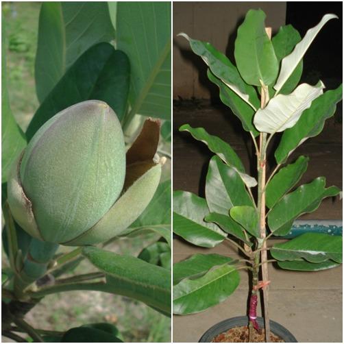 มณฑาสวรรค์ Magnolia delavayi | ปฏิพัทธ์พฤกษา - เมืองลำปาง ลำปาง