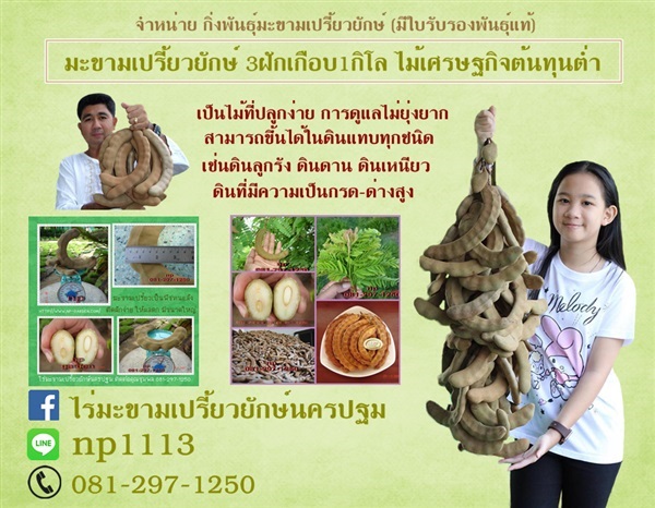 มะขามเปรี้ยวยักษ์ | ploynp - เมืองนครปฐม นครปฐม