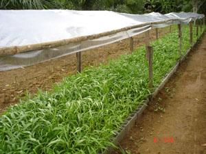 แผ่นพลาสติกทำหลังคาโรงเรือน (green house)