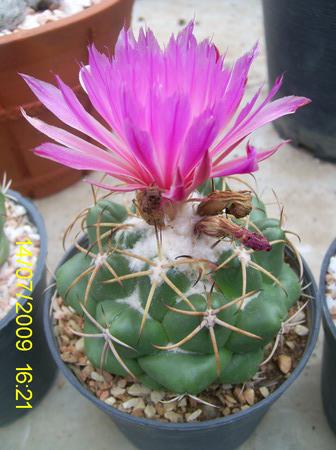 coryphantha