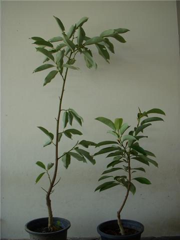 จำปีปาร์ตี้  (Magnolia maudiae  var. platypetala) ไซส์ใหญ่มีดอก | ปฏิพัทธ์พฤกษา - เมืองลำปาง ลำปาง