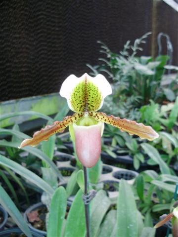 กล้วยไม้รองเท้านารีลูกผสมเหลืองกระบี่ x ไลเมียนั่ม (Paph.exul x liemianum)