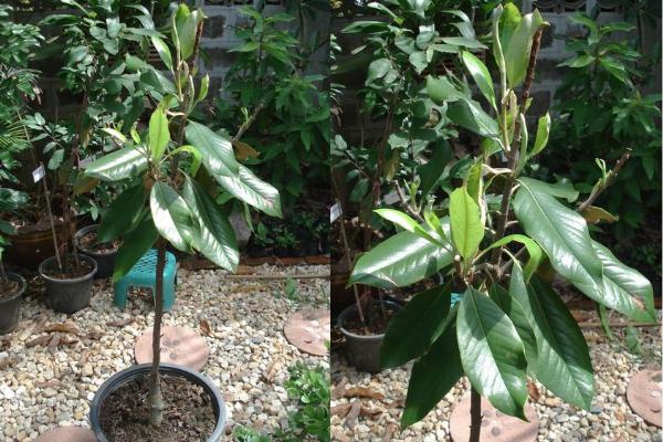 Magnolia grandiflora  (new cultivar)
