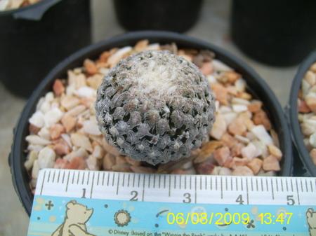 turbinicarpus_ | บ้านปอ - เมืองสุโขทัย สุโขทัย