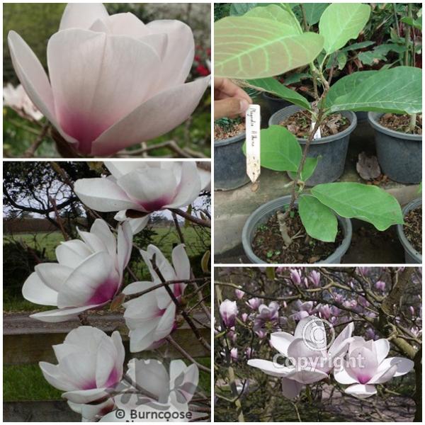 Magnolia X Athene