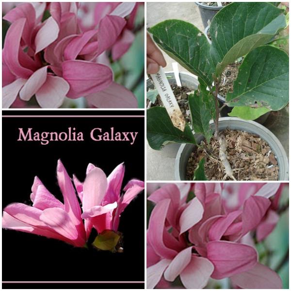 Magnolia x Galaxy