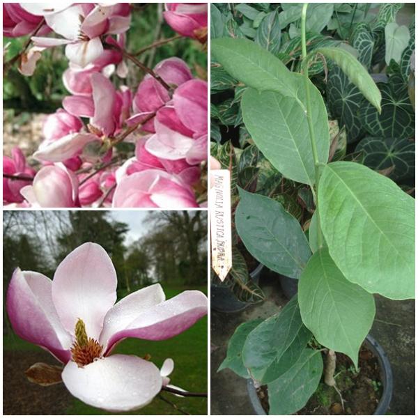 Magnolia x Rustica rubra