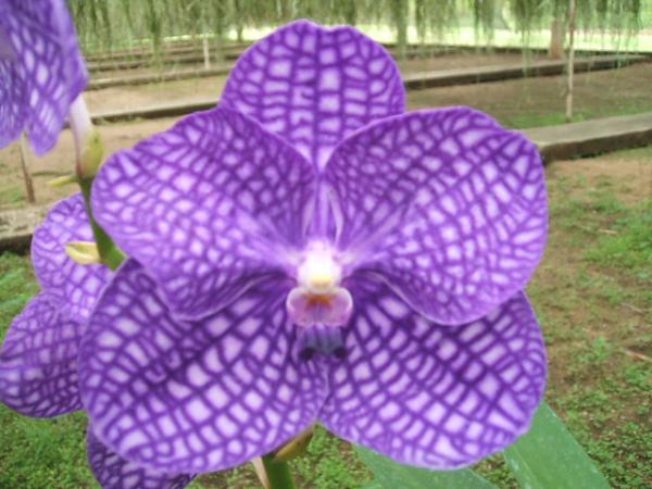 แวนด้า | viroj orchids -  นครสวรรค์
