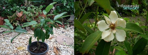 Magnolia maudiae (จำปีออสเตรเลีย) | ปฏิพัทธ์พฤกษา - เมืองลำปาง ลำปาง