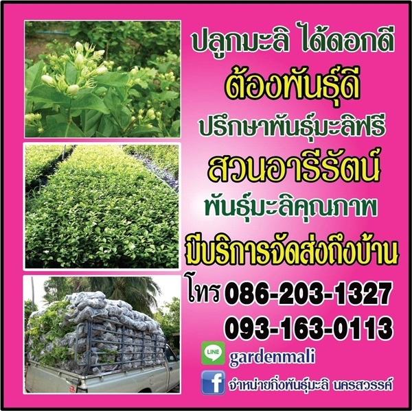 พันธุ์มะลิ(ต้นมะลิ) สวนอารีรัตน์ มีบริการจัดส่งถึงบ้าน | สวนอารีรัตน์ - เก้าเลี้ยว นครสวรรค์