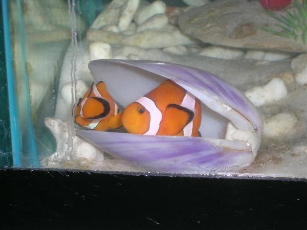 ขาย ปลาการ์ตูน ส้มขาว ผสม เพอร์คูล่า จากการเพาะพันธุ์ : Nemo | Nemo Gang -  กรุงเทพมหานคร