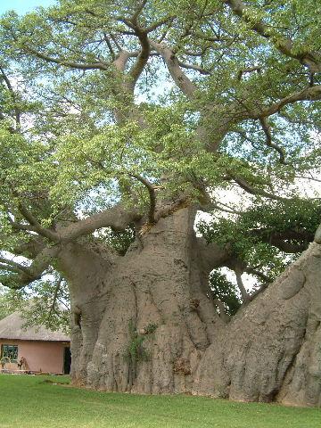 ต้นกล้าเบาบับ ต้นไม้ยักษ์แห่งอาฟริกา | ไร่ประเสริฐสุข (Prasertsuk Garden) - ท่าม่วง กาญจนบุรี