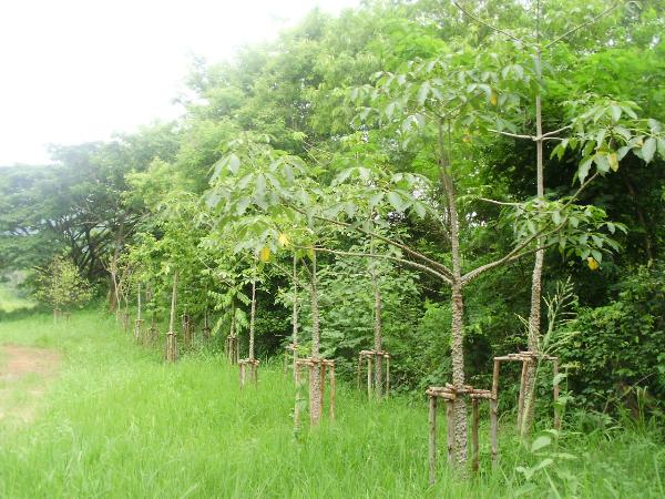 ต้นงิ้ว | จูนพันธุ์ไม้ - เมืองปราจีนบุรี ปราจีนบุรี