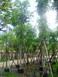 ต้นมะฮ๊อกกานี | จูนพันธุ์ไม้ - เมืองปราจีนบุรี ปราจีนบุรี