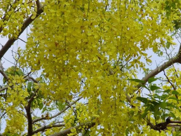 ต้นคูน ราชพฤกษ์ | จูนพันธุ์ไม้ - เมืองปราจีนบุรี ปราจีนบุรี