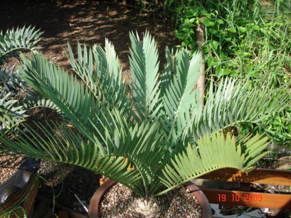 Encephalartos Princeps 16 c.m. | อ๊อด101 - สวนหลวง กรุงเทพมหานคร