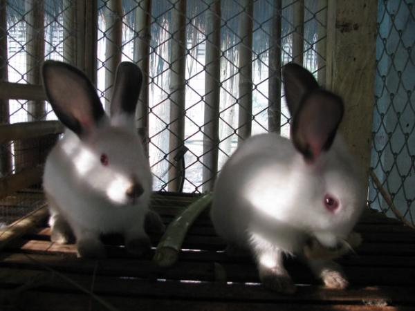 ลูกกระต่าย | Klonglarn Project - ขาณุวรลักษบุรี กำแพงเพชร