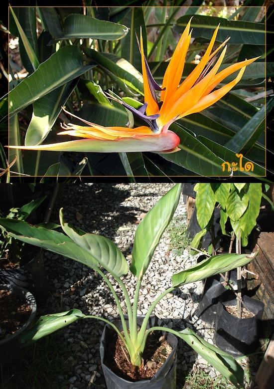 เบิร์ดออฟพาราไดซ์ (Strelitzia reginae) | ปฏิพัทธ์พฤกษา - เมืองลำปาง ลำปาง