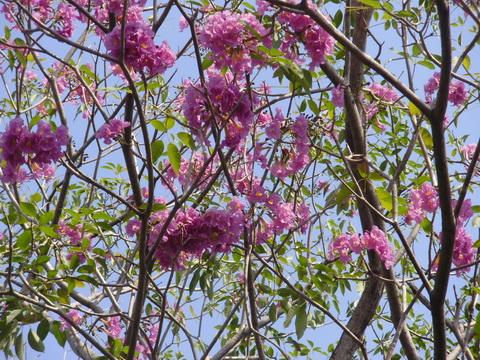 ต้นชมพูพันธุ์ทิพย์ | จูนพันธุ์ไม้ - เมืองปราจีนบุรี ปราจีนบุรี