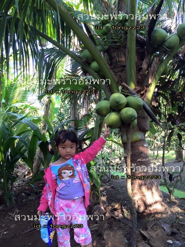 มะพร้าวน้ำหอมพันธู์เตี้ย | สวนสารพันมะพร้าว - อัมพวา สมุทรสงคราม