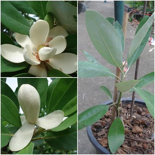 Magnolia virginiana | ปฏิพัทธ์พฤกษา - เมืองลำปาง ลำปาง