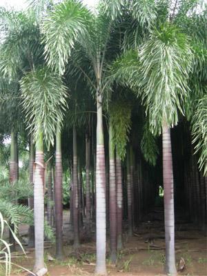 ต้นปาล์มฟอคเทล | จูนพันธุ์ไม้ - เมืองปราจีนบุรี ปราจีนบุรี