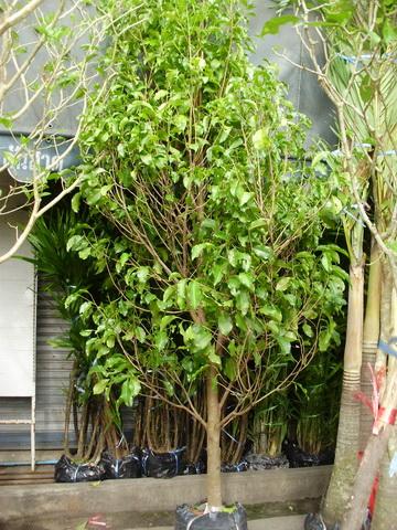 ต้นพิกุล | จูนพันธุ์ไม้ - เมืองปราจีนบุรี ปราจีนบุรี