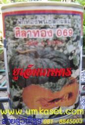 ฟักทองลูกผสม พันธุ์ศิลาทอง 069 | umkaset - เมืองลำพูน ลำพูน