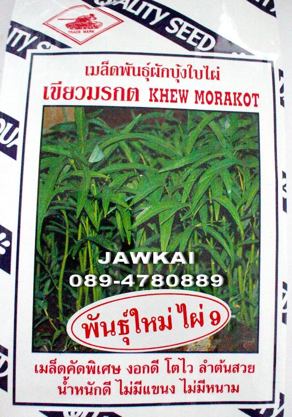 เมล็ดผักบุ้งจีนใบไผ่ พันธุ์เขียวมรกตไผ่9 ตรารถถัง | จ้าวไก่เกษตร - ไทรน้อย นนทบุรี