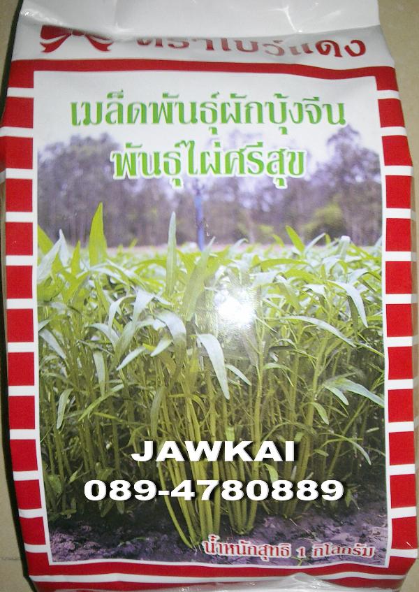 เมล็ดผักบุ้งจีนใบไผ่ พันธุ์ไผ่ศรีสุข โบว์แดง | จ้าวไก่เกษตร - ไทรน้อย นนทบุรี