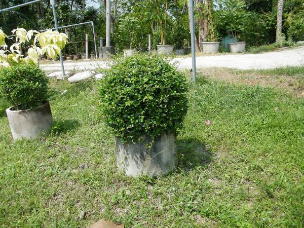 ต้นชาดัดทรงพุ่มกลม | สวนของขวัญแอนด์การเด้นท์ - ศรีราชา ชลบุรี