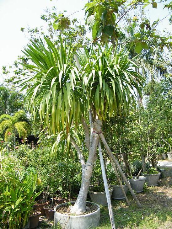 ต้นจันผา | สวนของขวัญแอนด์การเด้นท์ - ศรีราชา ชลบุรี