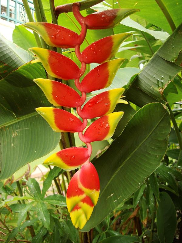 Heliconia Rostrata ten day | Heliconiaman - ลำลูกกา ปทุมธานี