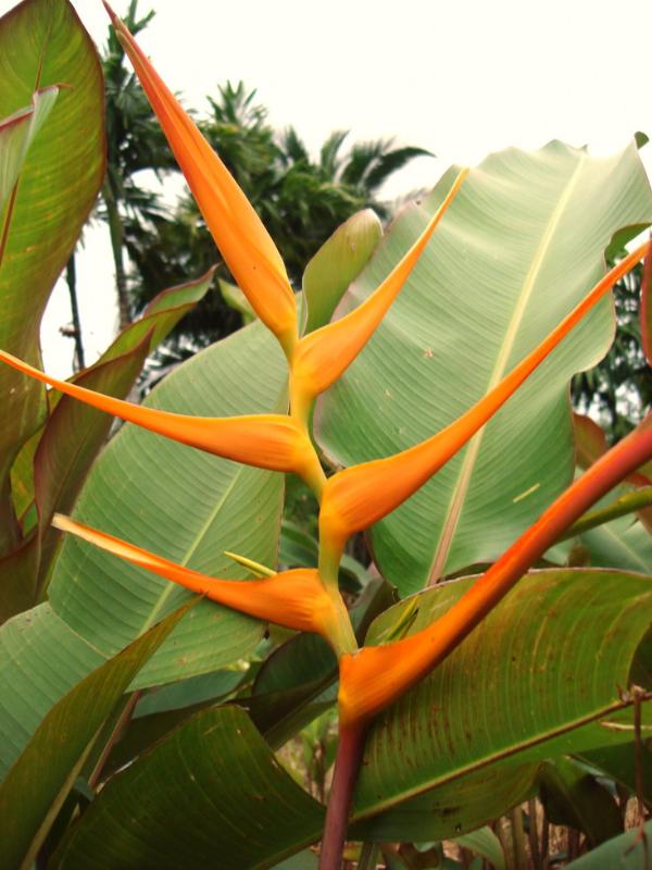 heliconia latispatha Orange gyro | Heliconiaman - ลำลูกกา ปทุมธานี