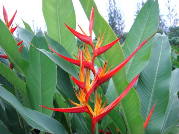 Heliconia psittacorum x spathocircinata Keanae Red