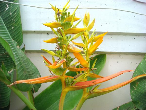 Heliconia Pseudoaemygdiana | Heliconiaman - ลำลูกกา ปทุมธานี