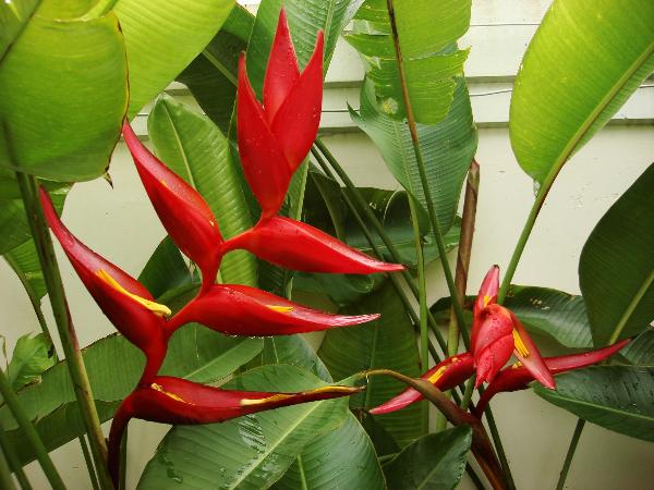 HeliconiaX Pedro Ortiz