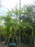 ต้นตีนเป็ดฝรั่ง | จูนพันธุ์ไม้ - เมืองปราจีนบุรี ปราจีนบุรี