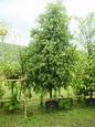 ต้นบุนนาค | จูนพันธุ์ไม้ - เมืองปราจีนบุรี ปราจีนบุรี