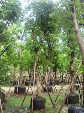 ต้นทองกวาว | จูนพันธุ์ไม้ - เมืองปราจีนบุรี ปราจีนบุรี