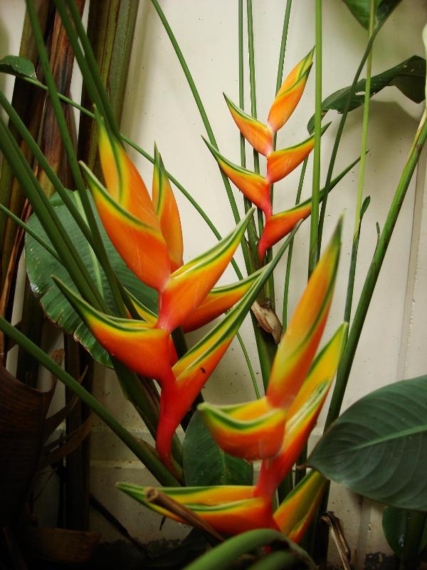 Heliconia Bihai cv Halloween Light