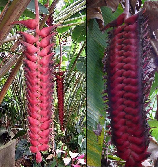 Heliconia Mariae | Heliconiaman - ลำลูกกา ปทุมธานี