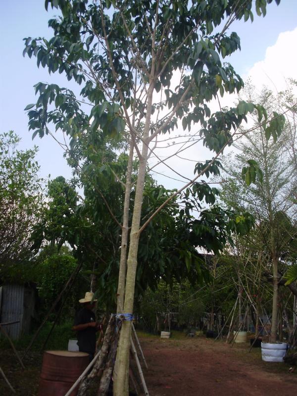 ต้นเจ้าหญิงสีชมพู | จูนพันธุ์ไม้ - เมืองปราจีนบุรี ปราจีนบุรี
