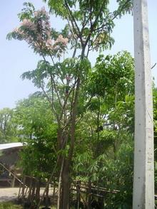 ต้นกัลปพฤกษ์ | จูนพันธุ์ไม้ - เมืองปราจีนบุรี ปราจีนบุรี
