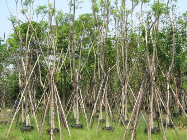 ศรีตรัง | ประกายไม้ไทย -  นครนายก