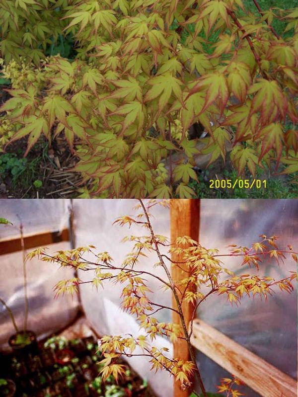 เมเปิลญี่ปุ่น Acer palmatum cv. Katsura