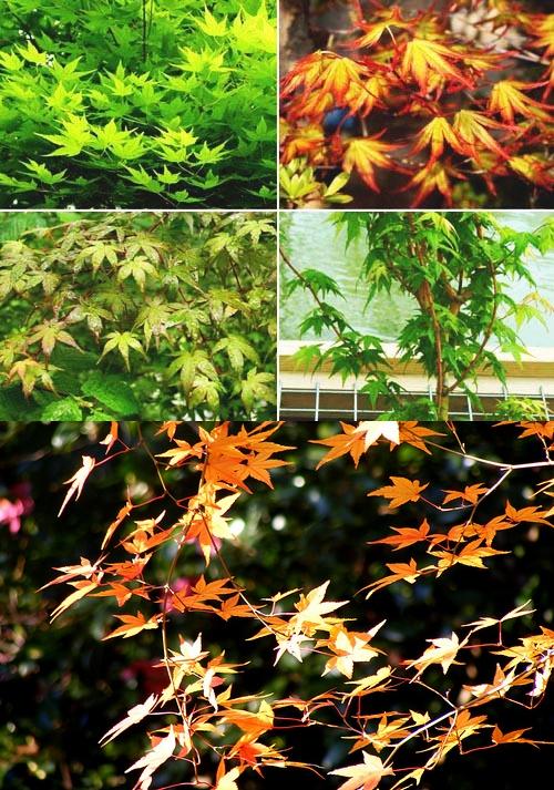 เมเปิลญี่ปุ่น Acer palmatum cv. Irohamomiji